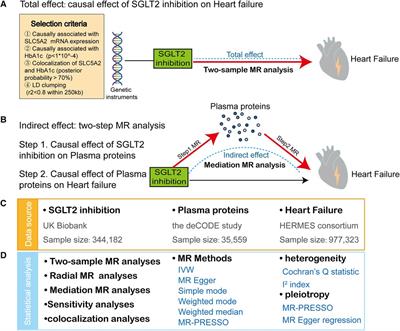 SGLT2 inhibition, plasma proteins, and heart failure: a proteome-wide Mendelian Randomization and colocalization study